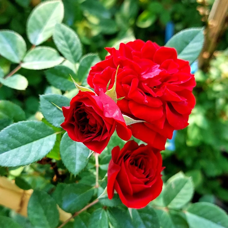 سیمین نصرتی